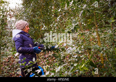 Aberystwyth Wales UK, Saturday 16 December 2017  Decking the halls: On a mild but overcast December afternoon, a woman forages for wild growing holly and ivy in a small woodland in Aberystwyth Wales, to use as traditional Christmas decorations in her home over the festive season. In an echo of pagan pre-christian winter solstice celebrations, the evergreen leaves of these plants are seen as symbols of life and growth in a season where little else  seemingly flourishes  photo © Keith Morris / Alamy Live news Stock Photo