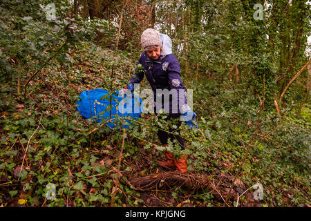 Aberystwyth Wales UK, Saturday 16 December 2017  Decking the halls: On a mild but overcast December afternoon, a woman forages for wild growing holly and ivy in a small woodland in Aberystwyth Wales, to use as traditional Christmas decorations in her home over the festive season. In an echo of pagan pre-christian winter solstice celebrations, the evergreen leaves of these plants are seen as symbols of life and growth in a season where little else  seemingly flourishes  photo © Keith Morris / Alamy Live news Stock Photo