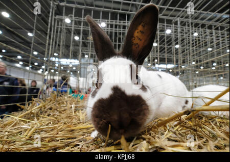 Leipzig, Germany. 16th Dec, 2017. A white and black rabbit sits in a cage at the fair in Leipzig, Germany, 16 December 2017. More than 26.000 rabbits are on display at the 33rd German rabbit show on 16 and 17 December 2017. Saxony is a stronghold regarding rabbit breeding with some 7500 breeders and 461 associations. 1880 the first German rabbit breeding association was founded in Chemnitz. Credit: Sebastian Willnow/dpa-Zentralbild/dpa/Ģ����ý Live News Stock Photo