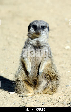 Single Meerkat or Suricate, Suricata suricata Stock Photo
