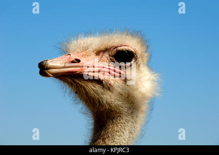 Portrait of Male Ostrich or Common Ostrich, Struthio camelus Stock Photo