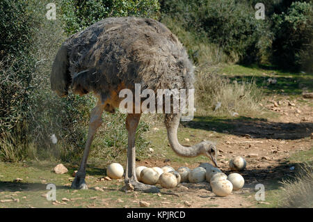 Female Ostrich or Common Ostrich, Struthio camelus, & Clutch of Eggs Stock Photo