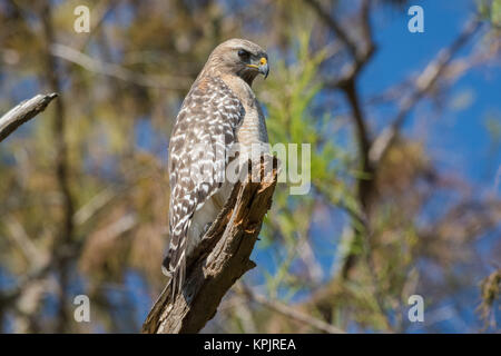 Red-shouldered Hawk perched on a dead branch Stock Photo