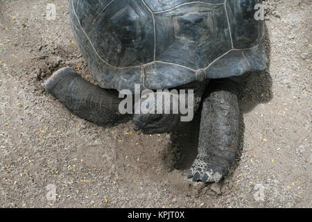 Aldabra giant tortoise (Aldabrachelys gigantea), Curieuse Island, Seychelles.
