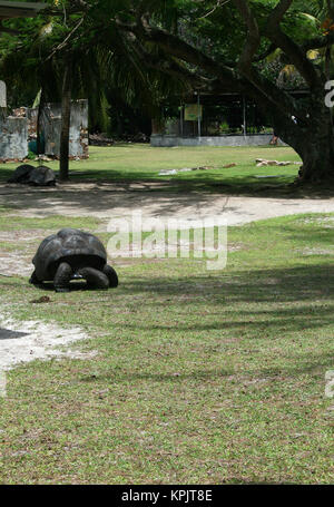 Coco de mer palm trees and Aldabra giant tortoise (Aldabrachelys gigantea), Curieuse Island, Seychelles. Stock Photo