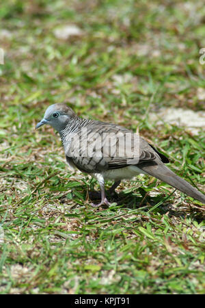 Zebra Dove (Geopelia striata) also known as Barred Ground Dove, Curieuse Island, Seychelles. Stock Photo