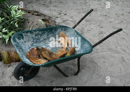 Wheel barrow with empty coco de mer coconut shells, La Digue; Seychelles. Stock Photo