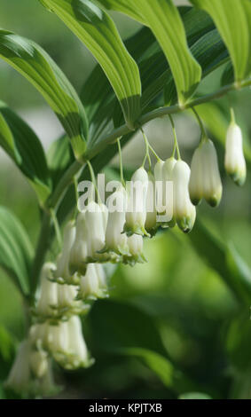 a branch with white flowers of solomon's seal Stock Photo