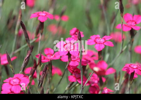 many flowers of turkish carnation pink in the field Stock Photo