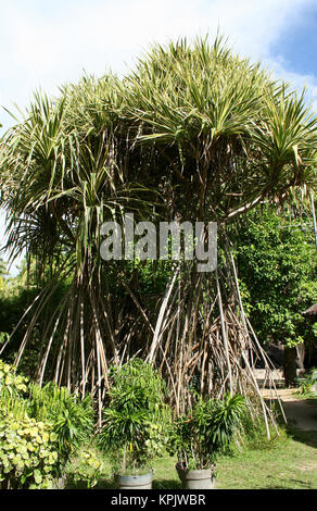 Seychelles screwpine/pandan, pandanus sechellarum on park lawn, La Digue Island, Seychelles. Stock Photo