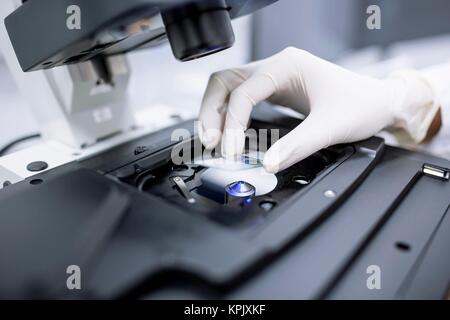 Scientist wearing latex glove adjusting microscope slide. Stock Photo