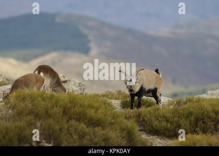 Iberian wild goat mating season Stock Photo