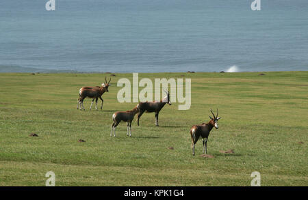 Blesboks at West Bank, golf course, (Damaliscus pygargus phillipsi), East London, Eastern Cape, South Africa. Stock Photo