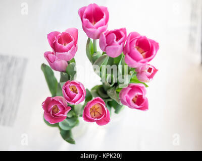 Beautiful tulips open in pink color Stock Photo