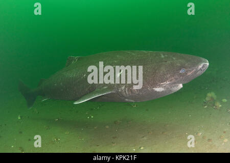 Greenland shark or Greenland sleeper shark ( Somniosus microcephalus ), St. Lawrence River estuary Canada; (This shark was wild & unrestrained.) Stock Photo