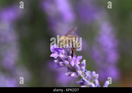 Honey bee on blooming lavender flowers closeup Stock Photo