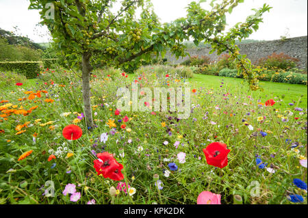 Small apple tree full of apples growing in a garden surrounded by many coulorful flowers such as poppies and daysies Stock Photo