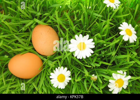 Two fresh eggs on green grass with white flowers Stock Photo