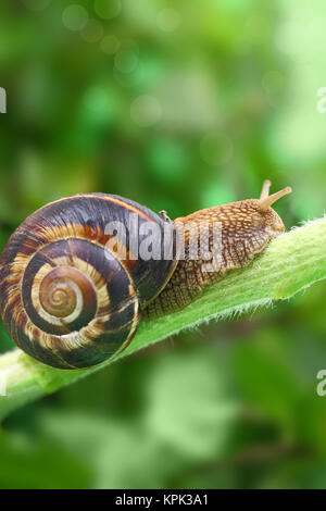 Common garden snail crawling on white background Stock Photo - Alamy