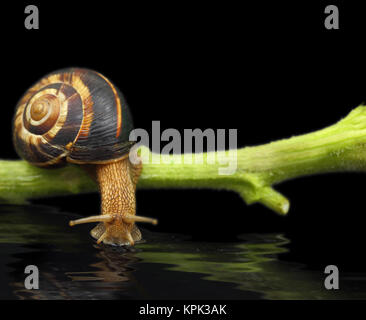 Snail on plant stem drinking water on black background Stock Photo