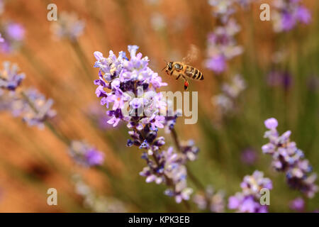 Honey bee with blooming lavender flowers closeup Stock Photo