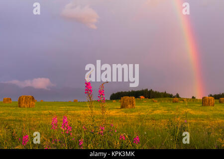 A rainbow appears in the sky over a field of freshly rolled hay bales with fireweed in the foreground Stock Photo