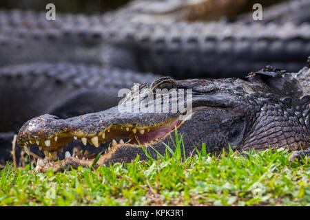 An American Alligator (Alligator mississippiensis) basks in the sun near several others in Shark Valley, Everglades National Park Stock Photo