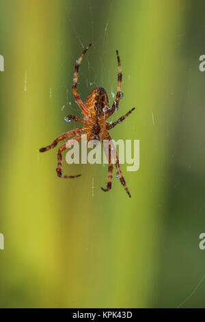 European Garden Spider (Araneus diadematus) hanging from it's web with a green background; Astoria, Oregon, United States of America