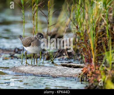 Spotted Sandpiper (Actitis macularia) walking on a log in the water along the shore of a lake; Redbridge, Ontario, Canada