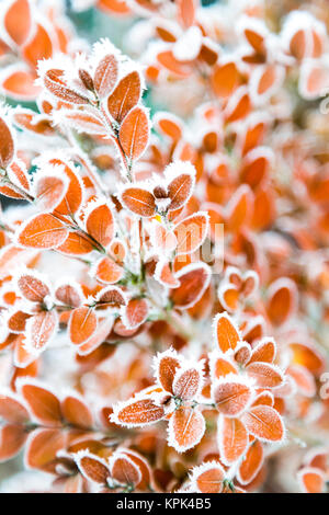 Hoar frost on a shrub's foliage; Surrey, British Columbia, Canada Stock Photo