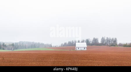 A small white building on a farm field in the fog; Prince Edward Island, Canada Stock Photo