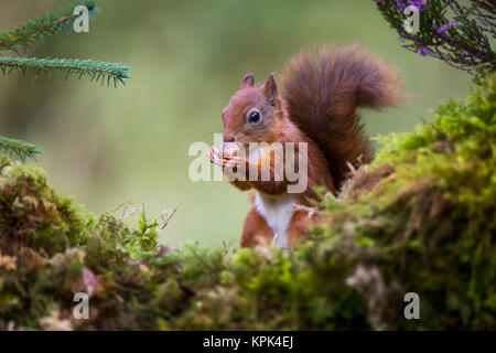 Red Squirrel (Sciurus vulgaris) eating a nut from it's hands while standing on a moss covered rock; Dumfries and Galloway, Scotland Stock Photo