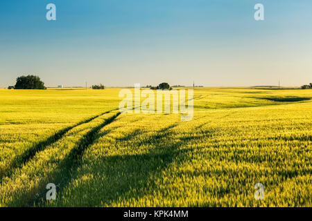 An unripe green rolling wheat field at sunrise with blue sky, West of Calgary; Alberta, Canada Stock Photo