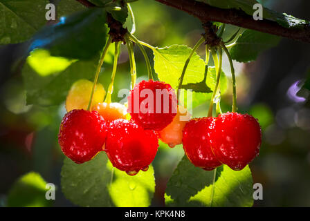 Close-up of a cluster of cherries on the tree with water droplets; Calgary, Alberta, Canada Stock Photo