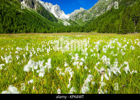 Cottongrass (Eriophorum) in a field in Arpette Valley under blue sky with mountain pass 'Fenetre d'Arpette' in the background Stock Photo