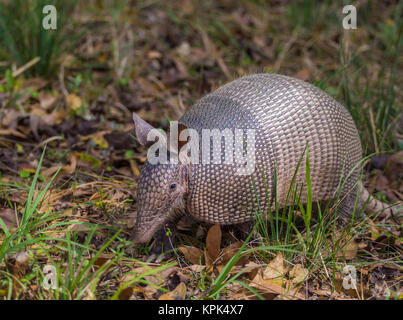 Nine-banded Armadillo (Dasypus novemcinctus) wandering among the brush in a transitional zone near a forest; Florida, United States of America Stock Photo