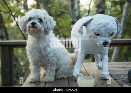 A cute white cockapoo sits on a wooden deck beside a paper mache of it's likeness; Lake of the Woods, Ontario, Canada Stock Photo