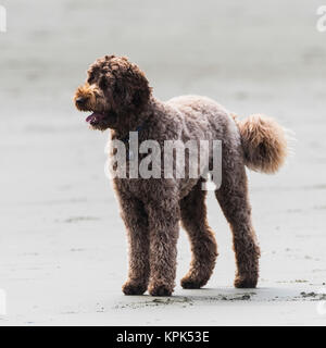 Close-up of a dog standing on the beach; Tofino, British Columbia, Canada Stock Photo