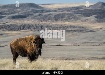 Bison (bison bison) grazing at sunset, Grasslands National Park; Saskatchewan, Canada Stock Photo