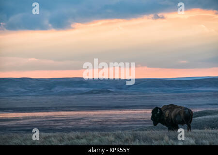 Bison (bison bison) grazing at sunset, Grasslands National Park; Saskatchewan, Canada Stock Photo