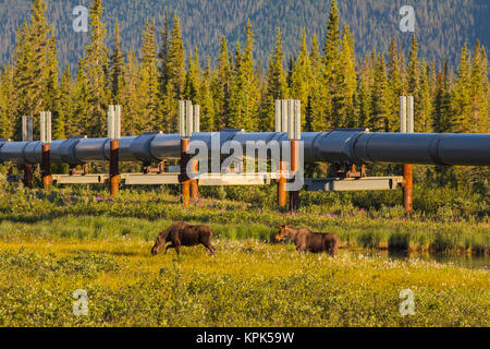 Two moose (alces alces), a bull and a cow, graze near the Trans-Alaska Pipeline along the Dalton Highway in the early morning sun Stock Photo