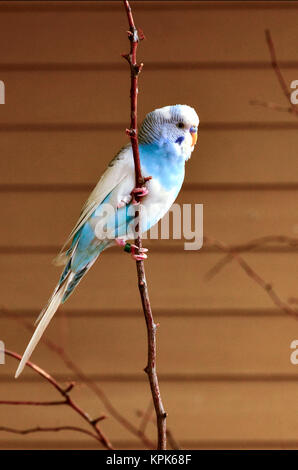 Budgerigar parrot sits domesticated on a small perch in diffused natural sunlight Stock Photo