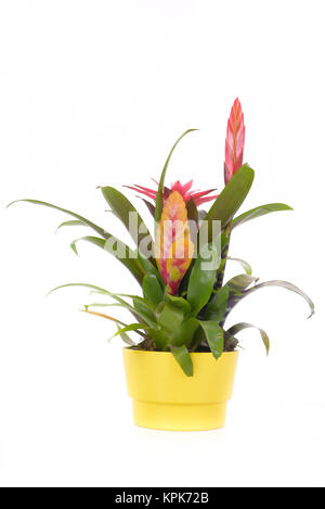 bromelia flower plant Stock Photo