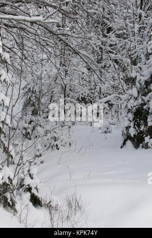 Trees covered with snow in a winter scene from Oslo Norway Stock Photo