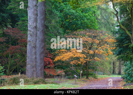 Bedgebury National Pinetum and Forest, Lady Oak Lane, Goudhurst, kent, uk. Autumn scene Stock Photo