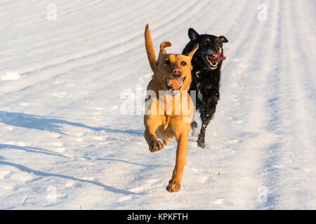 two dogs running and playing in the snow Stock Photo