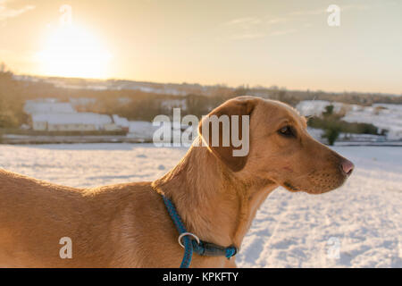 red fox labrador standing in the snow Stock Photo