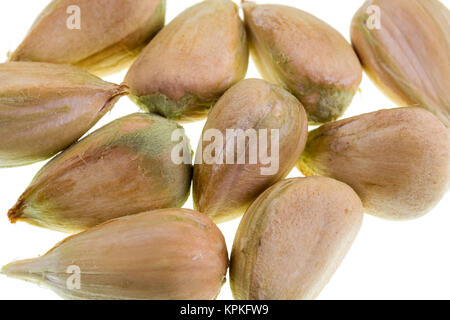 Detail of multiple bunya pine seeds Stock Photo