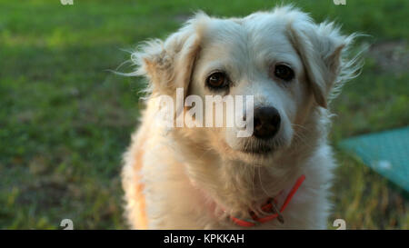 Elderly stray dog portrait in sunset light and grassy background. She frequents the dog park in my hometown for more than a decade now. Stock Photo