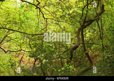 Lush, green foliage by the river Acheron. Plane trees form vein-like silhouettes. Stock Photo